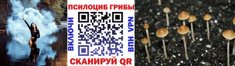 Псилоцибиновые грибы Psilocybe  Коммунар 